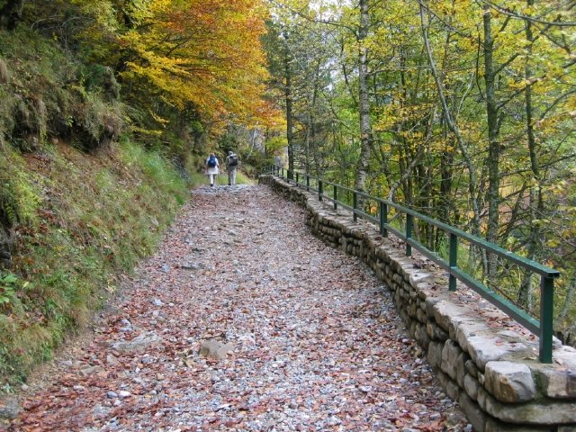 Bosque de hayas